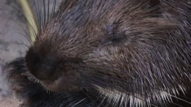 Hayvan karınca yiyen burun