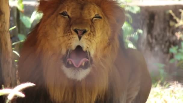 Lazy Lion Laying and Yawing — Stock Video