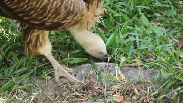 Griffin ptak próbuje budować gniazdo — Wideo stockowe