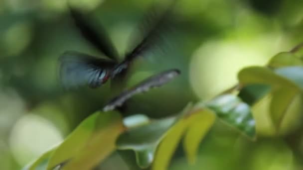 Parthenos sylvia Schmetterling im Flug — Stockvideo