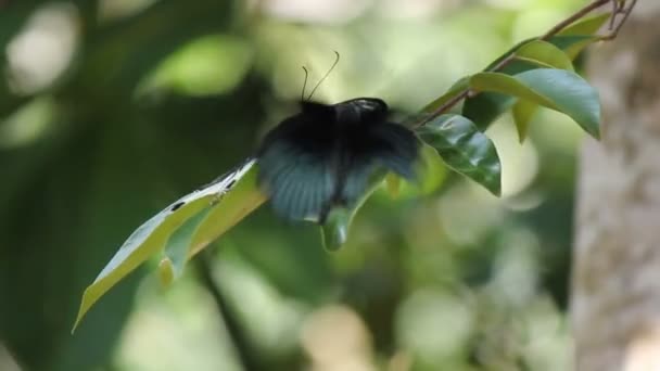 Parthenos Sylvia Papillon en vol 