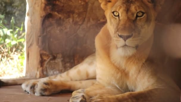 Löwin legt im Zoo auf — Stockvideo