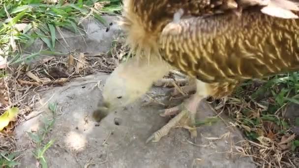 Geiervogel auf dem Boden — Stockvideo