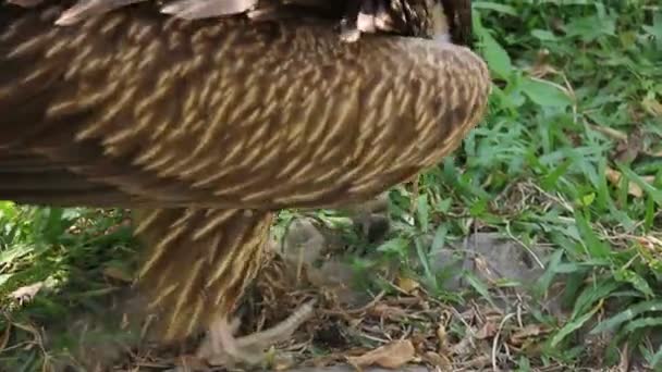 Geiervogel baut Nest — Stockvideo