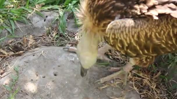 Buitre pájaro caminando por el suelo — Vídeo de stock