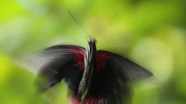 Parthenos sylvia Schmetterling im Flug — Stockvideo