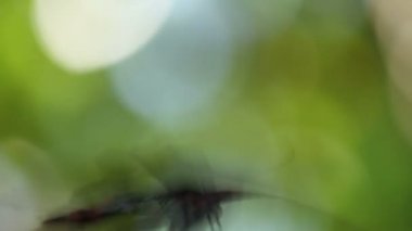 Parthenos Sylvia kelebek uçuş