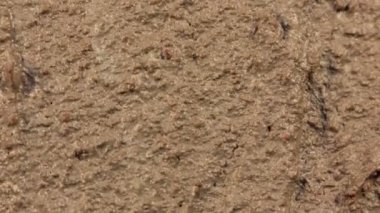 Olma kuru epik manzara Timelapse arazi