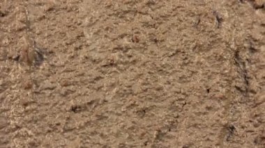 Olma kuru epik manzara Timelapse arazi
