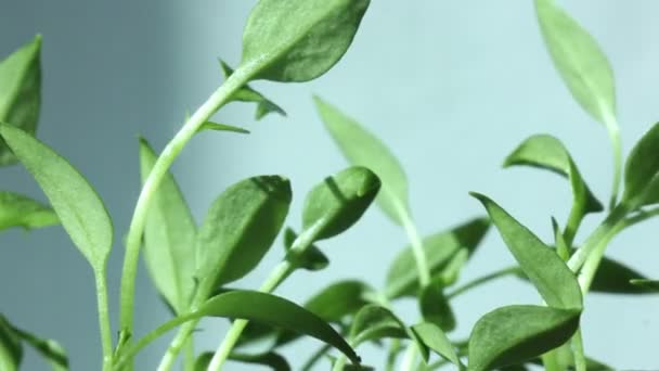 Zaman atlamalı güneş ışınları ile büyüyen bitkiler — Stok video