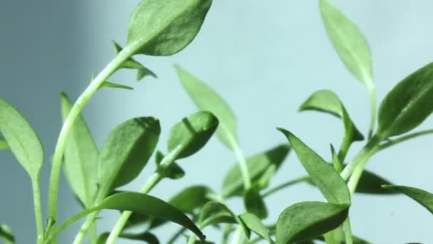 Zelené rostliny s paprsky slunce časová prodleva — Stock video