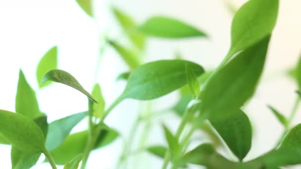 Rayons de soleil plante sur blanc laps de temps 