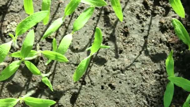 Rayos de sol y hojas verdes Plantas Timelapse — Vídeo de stock