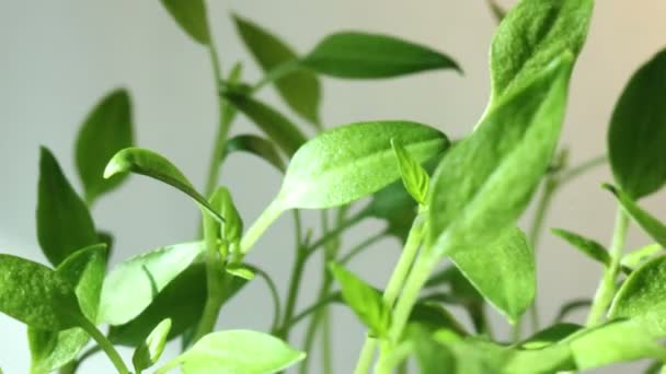 Sol vigas planta en blanco lapso de tiempo — Vídeos de Stock