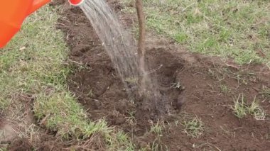 Bir ağaç bir su dökme