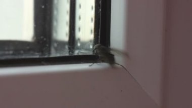 Cam pencere üzerinde uçmak