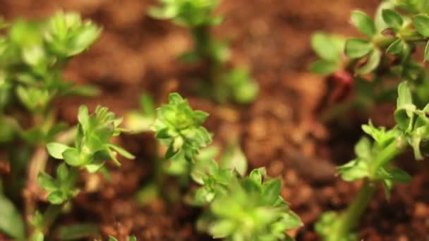 Caducidade do tempo da planta moribunda — Vídeo de Stock