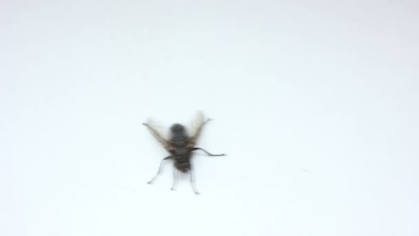 Inseto da mosca indo embora — Vídeo de Stock