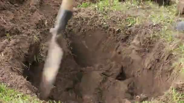 Einen Baum im Zeitraffer pflanzen — Stockvideo