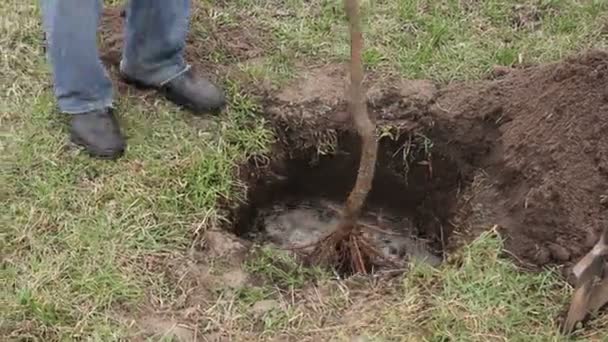 Im Zeitraffer einen Baum pflanzen — Stockvideo