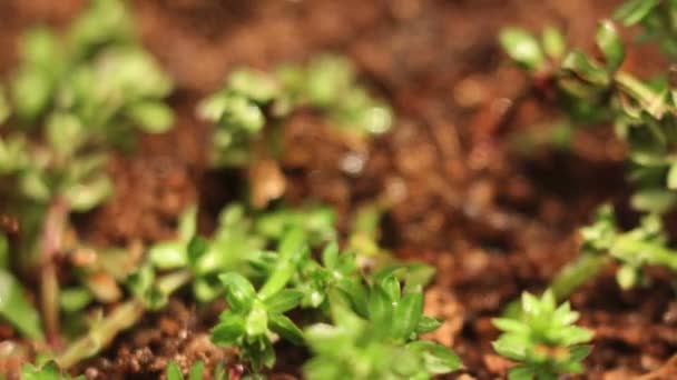 Rain Storm Under the Ground Plants Dying — Stock Video