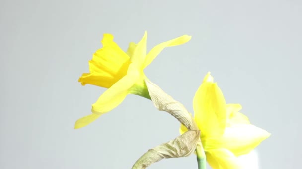 Vrouw ruiken Narcissus bloemen geel — Stockvideo