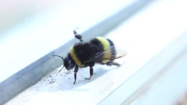 Bumblebee na janela Fechar — Vídeo de Stock