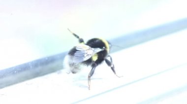 Bumblebee pencere yakın Tarih