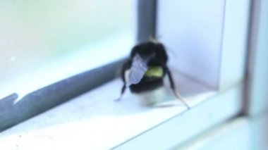 Bumblebee pencere yakın Tarih