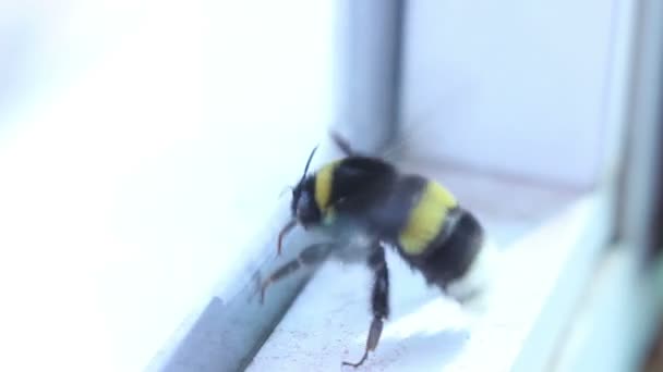 Μέλισσα σχετικά με το παράθυρο κοντινό πλάνο — Αρχείο Βίντεο