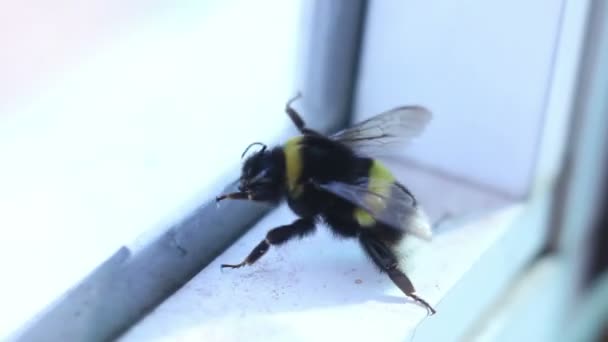 Μέλισσα σχετικά με το παράθυρο κοντινό πλάνο — Αρχείο Βίντεο