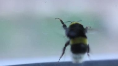 Bumblebee pencere yakın Tarih