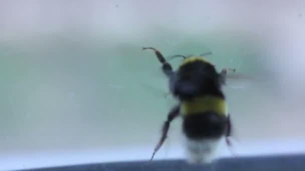 Bumblebee na janela Fechar — Vídeo de Stock