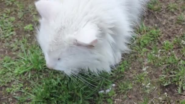 Big White Cat on the Grass Lick Itself — Stock Video