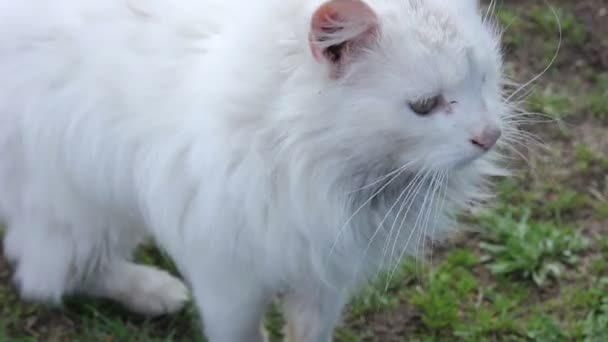 Grote witte kat op het gras-Lick zelf — Stockvideo