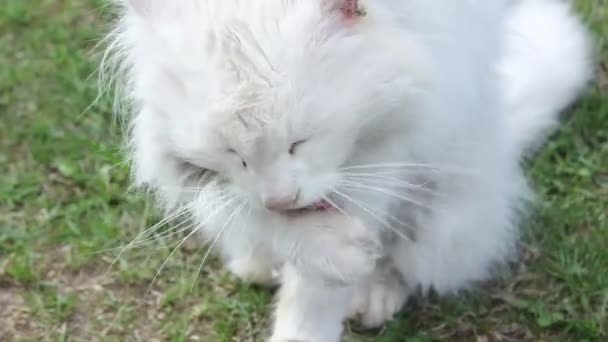 Big White Cat on the Grass Lick Itself