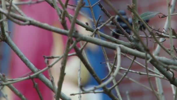 Confession catholique Symboles des saints de l'Église 