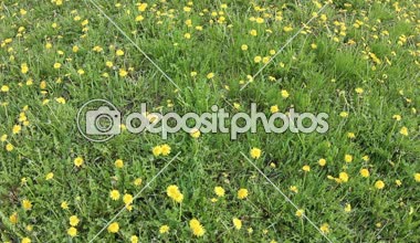 Sarı alan üfleme Dandelions döndürme