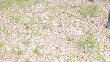 Ormandan yuvarlanan spor adam egzersiz