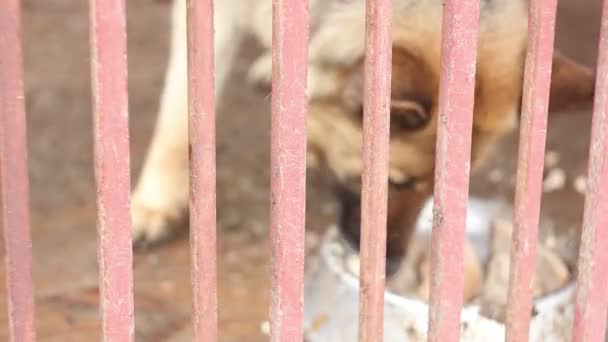 Dog Behild the Fence Comendo Sua Comida — Vídeo de Stock