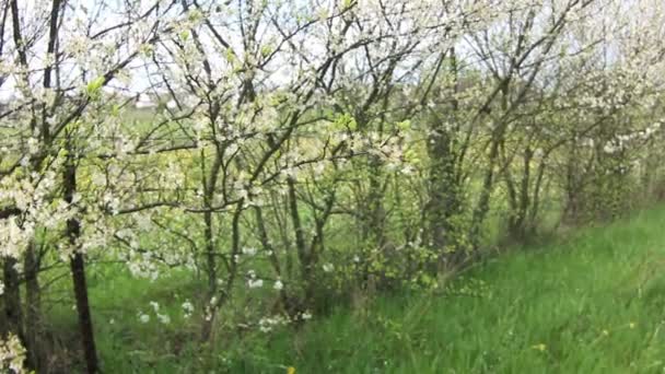 Mujer oliendo flores en el jardín floreciente — Vídeo de stock