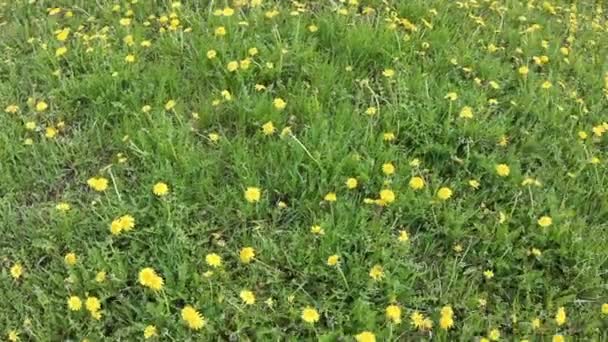 Dente-de-leão rotativo soprando campo amarelo — Vídeo de Stock