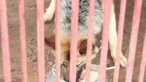 Perro Behild la valla comiendo su comida — Vídeo de stock