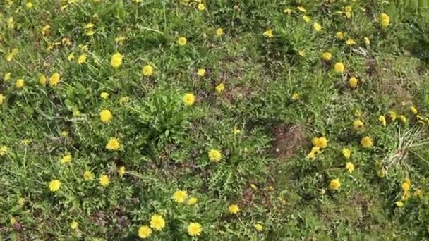 Жовті суцвіття кульбаб поле поворот — стокове відео