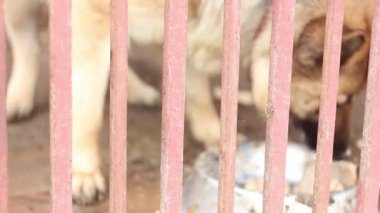 Köpek Behild onun yemek yeme çit