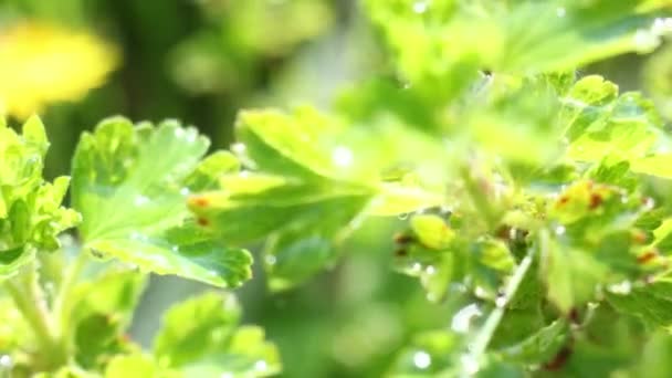 Tormenta de lluvia bajo las plantas verdes — Vídeo de stock