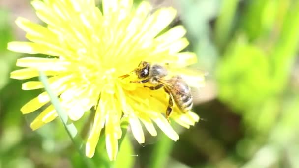 Abelha na flor amarelo dente de leão — Vídeo de Stock