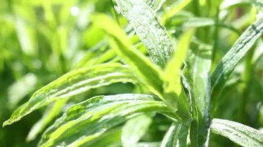 Güzel bir gün esinti yeşil bitkilerde