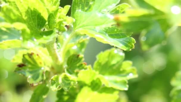 Gotas de chuva em folhas verdes brilham na luz do sol — Vídeo de Stock