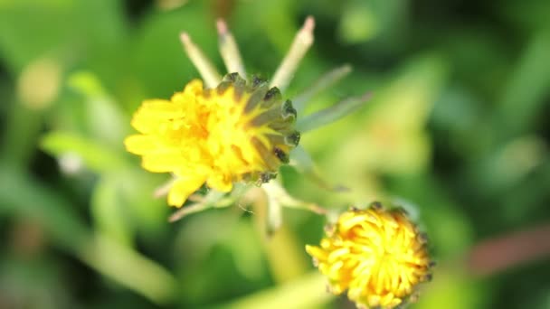 Dente di leone fiore che apre il suo fiore in fiore — Video Stock